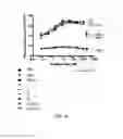 Fig. 17 - Constructs having a SIRP-α domain or variant thereof