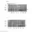 Fig. 07 - Immunoglobulin frameworks which demonstrate enhanced stability in the intracellular environment and methods of identifying same