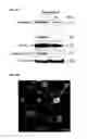 Fig. 07 - METHODS OF MODULATING INFLAMMASOME ACTIVITY TO TREAT INFLAMMATORY CONDITIONS