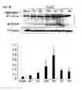 Fig. 09 - METHODS OF MODULATING INFLAMMASOME ACTIVITY TO TREAT INFLAMMATORY CONDITIONS