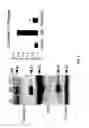 Fig. 11 - METHODS OF MODULATING INFLAMMASOME ACTIVITY TO TREAT INFLAMMATORY CONDITIONS