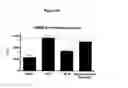 Fig. 49 - Antibodies to HGF and compositions containing