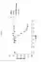 Fig. 07 - ANG2-BINDING MOLECULES