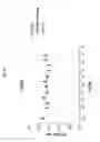 Fig. 26 - ANG2-BINDING MOLECULES