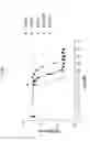 Fig. 31 - ANG2-BINDING MOLECULES