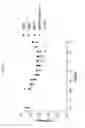 Fig. 43 - ANG2-BINDING MOLECULES