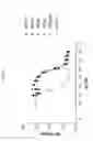 Fig. 47 - ANG2-BINDING MOLECULES