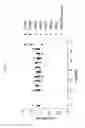 Fig. 54 - ANG2-BINDING MOLECULES
