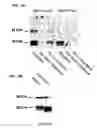 Fig. 02 - Provasopressin antagonists and uses thereof