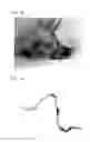 Fig. 07 - PROTEIN FILM PRODUCTION METHOD