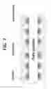 Fig. 08 - Catecholamine-flaky graphite based polymer complex for preparation of composite