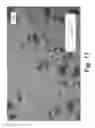 Fig. 12 - DEGRADABLE HEAT TREATABLE COMPONENTS