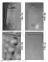 Fig. 15 - Micro-fabricated multi-well chips for long term automated imaging of growth and behavior