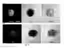Fig. 19 - Method for preparing induced pluripotency stem cells from mesenchymal stem cells by using phlorotannin fraction