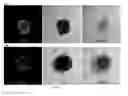 Fig. 20 - Method for preparing induced pluripotency stem cells from mesenchymal stem cells by using phlorotannin fraction