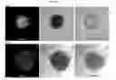 Fig. 23 - Method for preparing induced pluripotency stem cells from mesenchymal stem cells by using phlorotannin fraction