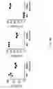 Fig. 15 - Human lambda light chain mice