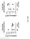 Fig. 19 - Human lambda light chain mice