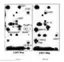 Fig. 12 - Therapeutic use of CD31 expressing cells