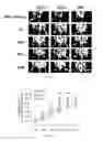 Fig. 34 - Therapeutic use of CD31 expressing cells
