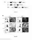 Fig. 02 - Multi-lineage hematopoietic precursor cell production by genetic programming