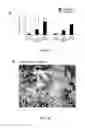 Fig. 03 - Multi-lineage hematopoietic precursor cell production by genetic programming