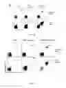 Fig. 08 - Multi-lineage hematopoietic precursor cell production by genetic programming
