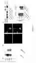 Fig. 09 - Compositions and Methods for Treating and Preventing Pancreatitis, Renal Injury and Cancer