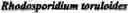 Fig. 06 - Increasing cellular lipid production by increasing the activity of diacylglycerol acyltransferase and decreasing the activity of triacylglycerol lipase