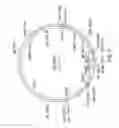 Fig. 10 - SURFACE DISPLAY OF WHOLE ANTIBODIES IN EUKARYOTES