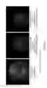 Fig. 16 - SURFACE DISPLAY OF WHOLE ANTIBODIES IN EUKARYOTES