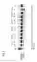 Fig. 02 - METHODS AND MEANS FOR EFFICIENT SKIPPING OF EXON 45 IN DUCHENNE MUSCULAR DYSTROPHY PRE-mRNA
