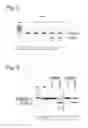 Fig. 03 - METHODS AND MEANS FOR EFFICIENT SKIPPING OF EXON 45 IN DUCHENNE MUSCULAR DYSTROPHY PRE-mRNA