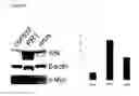 Fig. 11 - RNA MOLECULES AND USES THEREOF
