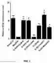 Fig. 04 - RNA oligonucleotide and immune system enhancer comprising same