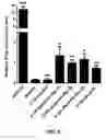 Fig. 05 - RNA oligonucleotide and immune system enhancer comprising same