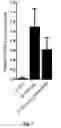 Fig. 08 - RNA oligonucleotide and immune system enhancer comprising same