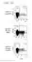 Fig. 24 - Method for expression of small antiviral RNA molecules with reduced cytotoxicity within a cell