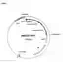 Fig. 02 - Rhamnose Promoter Expression System