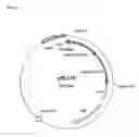 Fig. 03 - Rhamnose Promoter Expression System