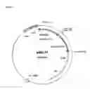 Fig. 05 - Rhamnose Promoter Expression System