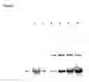 Fig. 07 - Rhamnose Promoter Expression System