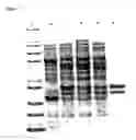 Fig. 08 - Rhamnose Promoter Expression System