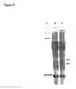 Fig. 10 - Rhamnose Promoter Expression System