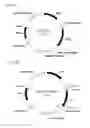 Fig. 03 - Transgenic cells with increased plastoquinone levels and methods of use