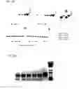 Fig. 04 - Transgenic cells with increased plastoquinone levels and methods of use