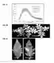 Fig. 07 - ISOLATED NUCLEIC ACIDS AND QUANTITATIVE TRAIT LOCI (QTL) FROM S. HABROCHAITES AND METHODS OF USE THEREOF FOR INCREASING RESISTANCE TO BACTERIAL SPECK DISEASE IN TOMATO AND OTHER PLANTS