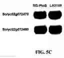 Fig. 11 - ISOLATED NUCLEIC ACIDS AND QUANTITATIVE TRAIT LOCI (QTL) FROM S. HABROCHAITES AND METHODS OF USE THEREOF FOR INCREASING RESISTANCE TO BACTERIAL SPECK DISEASE IN TOMATO AND OTHER PLANTS