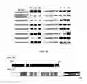 Fig. 14 - ISOLATED NUCLEIC ACIDS AND QUANTITATIVE TRAIT LOCI (QTL) FROM S. HABROCHAITES AND METHODS OF USE THEREOF FOR INCREASING RESISTANCE TO BACTERIAL SPECK DISEASE IN TOMATO AND OTHER PLANTS