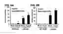 Fig. 16 - ISOLATED NUCLEIC ACIDS AND QUANTITATIVE TRAIT LOCI (QTL) FROM S. HABROCHAITES AND METHODS OF USE THEREOF FOR INCREASING RESISTANCE TO BACTERIAL SPECK DISEASE IN TOMATO AND OTHER PLANTS